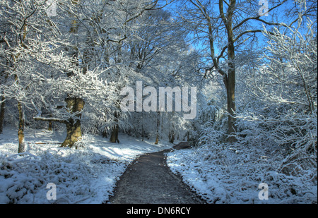 Snow covered path leading through trees Stock Photo - Alamy