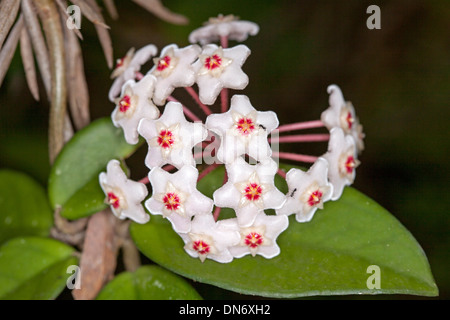 Cluster of attractive red and white flowers and green leaves of Hoya carnosa  - wax flower,  Australian native climber Stock Photo