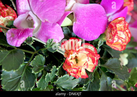 Purple orchid in vase on table. Stock Photo