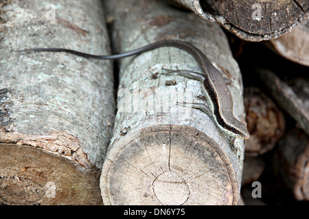 Small iguana on the timber. Stock Photo