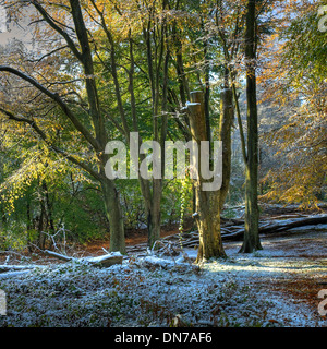 Beech wood in autumn, Worcestershire, England. Stock Photo