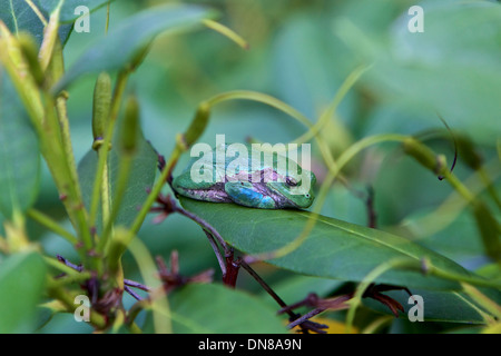 Eastern Gray Tree Frog resting in a rhododendron plant Stock Photo