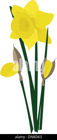 Dafodills on grunge background. Vector illustration Stock Vector