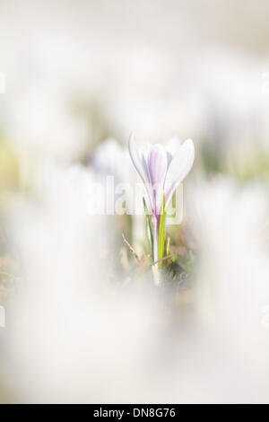Surrounded by many white spring crocus flowers bloom stands a particularly prominent. Stock Photo