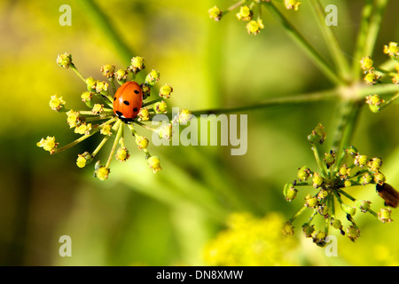 A Seven Spot ladybird (Coccinella septempunctata ) on Cow Parsley on the North Downs at Reigate, Surrey, UK Stock Photo