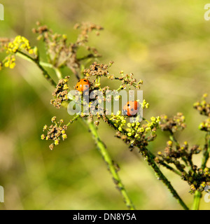 Two Seven Spot ladybirds (Coccinella septempunctata ) on Cow Parsley on the North Downs at Reigate, Surrey, UK Stock Photo