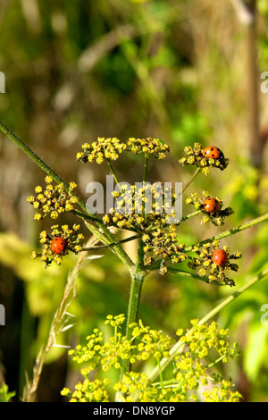Four Seven Spot ladybirds (Coccinella septempunctata ) on Cow Parsley on the North Downs at Reigate, Surrey, UK Stock Photo
