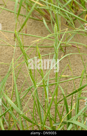 Elytrigia juncea or Elymus farctus, Sand Couch Grass Stock Photo