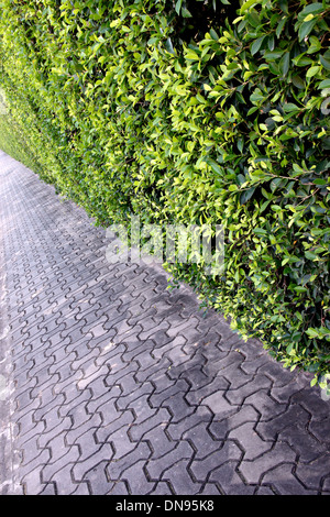 Sidewalks in park and tree wall. Stock Photo