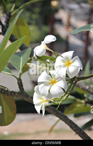 White Plumeria or Frangipani on branch of tree. Stock Photo
