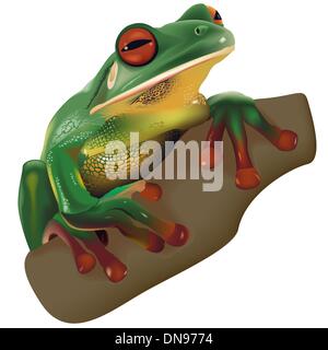 Green Frog Stock Vector