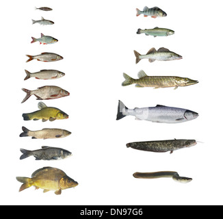 fish of rivers and lakes on white background Stock Photo - Alamy