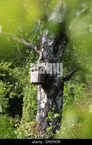 Bird house on tree trunk of birch Stock Photo
