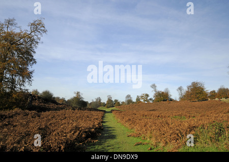 Knole Park Golf Club - View along small pathway amid the Bracken to 15th Hole with Autumn Colours and Trees Sevenoaks Kent Stock Photo