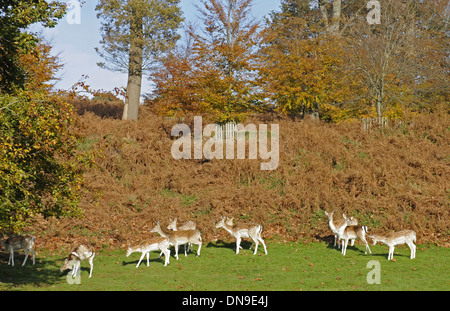 Knole Park Golf Club - View of Deer and bracken on the 15th Hole with Autumn Colours and Trees Sevenoaks Kent England Stock Photo