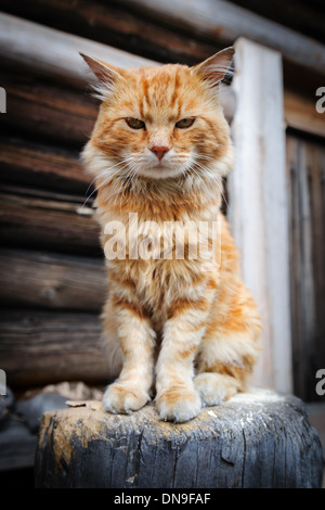 Red serious cat sitting on wooden trunk Stock Photo