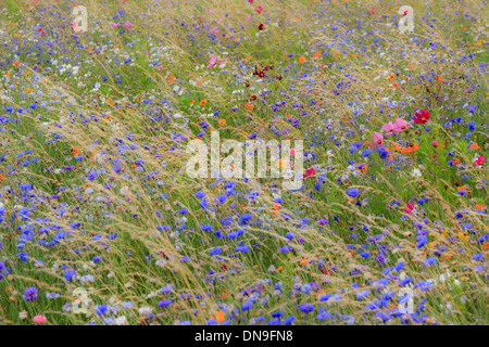 Flower meadow in France, Indre (36) with cornflower (Centaurea cyanus), garden cosmos (Cosmos bipinnatus), Sulfur Cosmos... Stock Photo