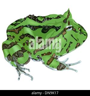 Tropical frog illustration Stock Vector Image & Art - Alamy