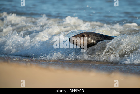 Surfing seal Stock Photo