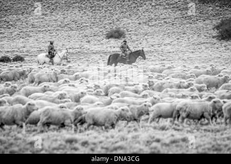 Gauchos herding on horseback, Argentina Stock Photo