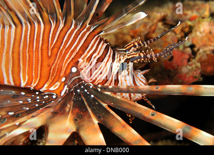 Close-up of a Common Lionfish (Pterois Volitans), South Male Atoll, Maldives Stock Photo