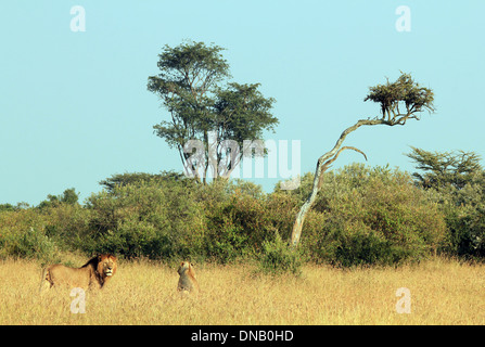 Lion couple in Maasai Mara, Kenya Stock Photo - Alamy