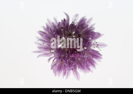 Close up of single chive flower against white background Stock Photo