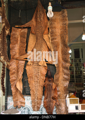 snake and crocodile skins in shop in Marrakesh Stock Photo