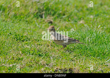 Skylark (Alauda arvensis) foraging in pasture Stock Photo