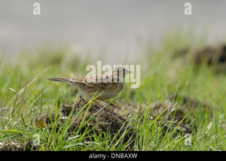 Skylark (Alauda arvensis) perched on top of a small mound Stock Photo