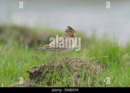 Skylark (Alauda arvensis) singing from the top of a mound Stock Photo