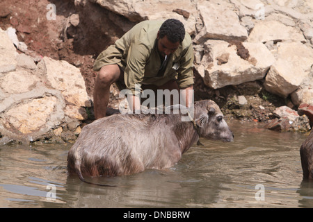 Man giving bath for his calf  water buffalo  El Fayoum Egypt . Stock Photo