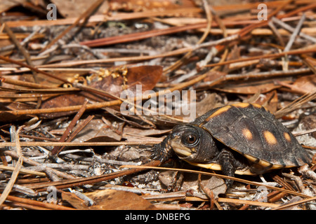 Gulf Coast Box Turtle Hatchling Stock Photo
