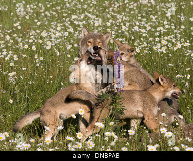 Pack of playful wolf puppies in daisy field Stock Photo