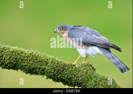 Sparrowhawk (Accipiter nisus) - UK