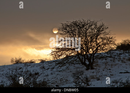 Golden sunset in a winter landscape at Berkheide, Katwijk aan Zee, The Netherlands. Stock Photo