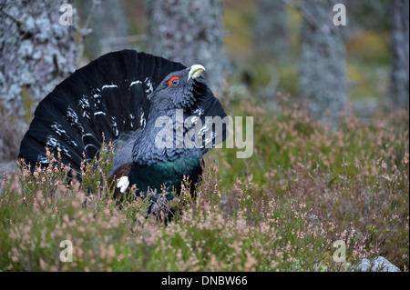 Capercaillie (Tetrao urogallus) displaying in pine forest – Cairngorms National Park, Scotland, UK Stock Photo