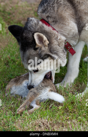 Siberian husky diet 2024 in the wild