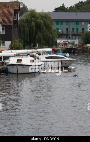 Mute Swan (Cygnus olor) feeding, head in water, at Esquimalt Lagoon ...