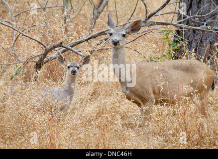 Black tailed Deer Doe and Fawn Stock Photo