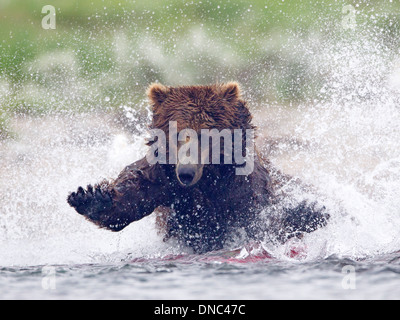 Alaskan Brown Bear Charging into River to Catch Salmon Stock Photo