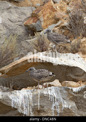 Two Western Gull Chicks Stock Photo