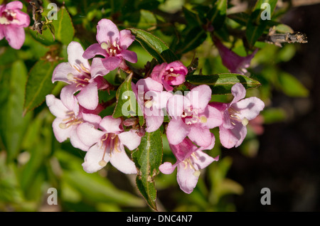 Weigela Pink Poppet flowers Stock Photo