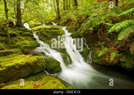 Small creek running through Beech Forest in Barrington Tops National Park. Stock Photo