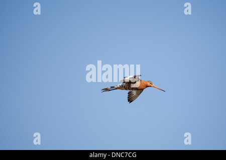 Black-tailed Godwit Limosa limosa, summer adult, Shetland, Scotland, UK Stock Photo