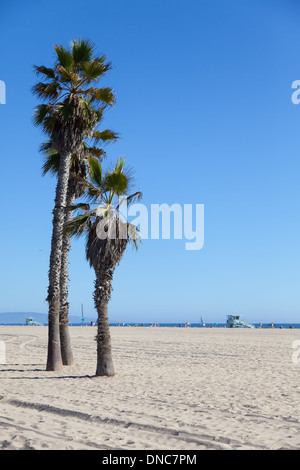 Palms on Santa Monica Beach - Los Angeles - during a sunny day with a perfect blue sky Stock Photo