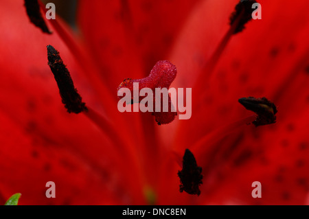 Close up of red lily flower for background Stock Photo