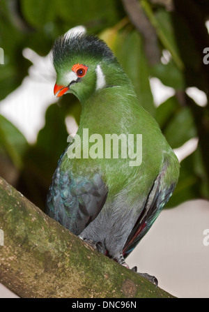 White-Cheeked Turaco (Tauraco leucotis) Stock Photo