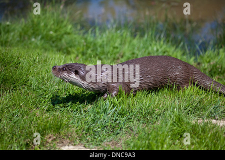 European Otter Lutra lutra emerging from water onto grass bank taken under controlled conditions Stock Photo