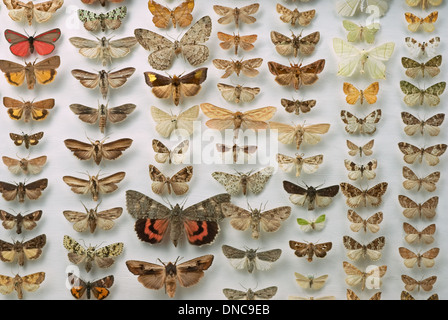 A collection of preserved and pinned British moths Stock Photo - Alamy